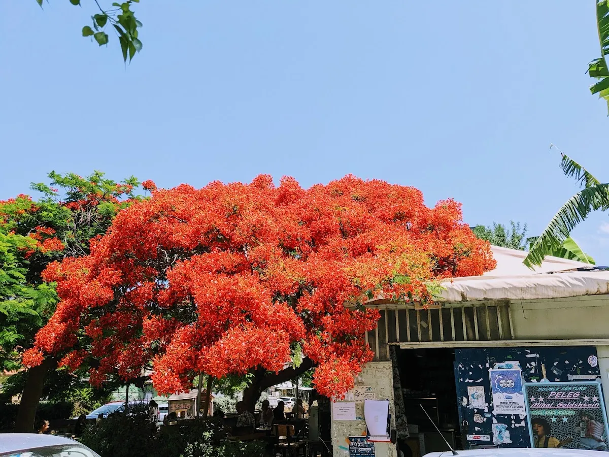 Mikve (Tel Aviv, Tel Aviv-Yafo) — foto 6