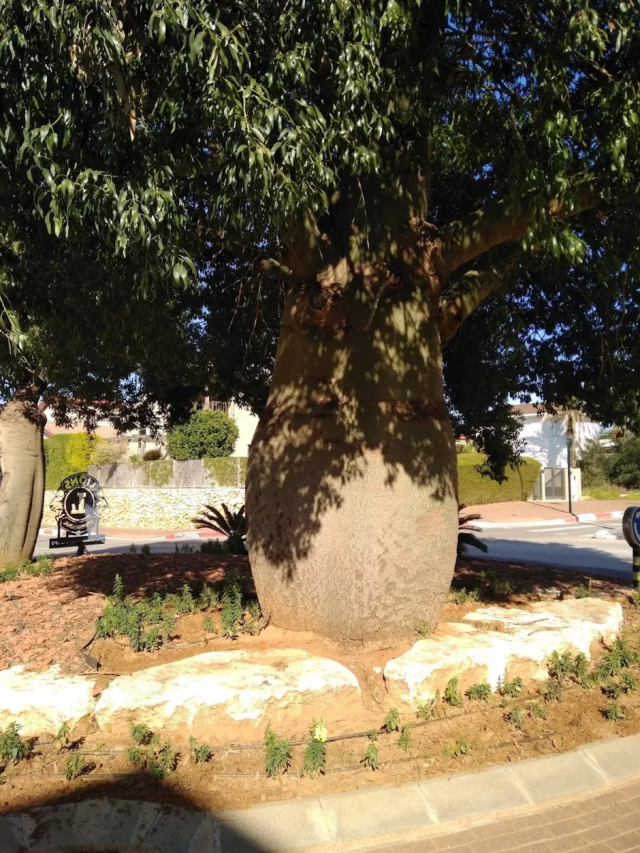 Mikve — photo 2