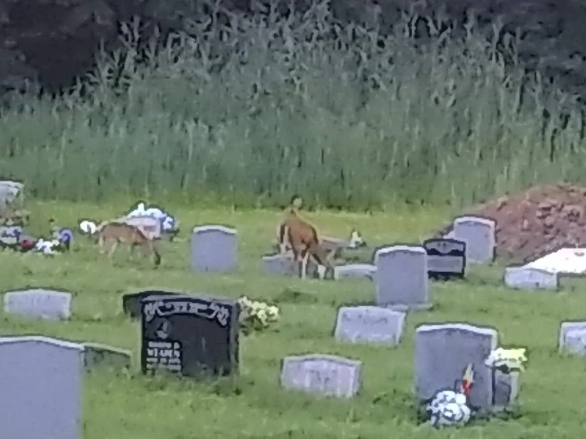 Mt Zion Memorial Cemetery — foto 2