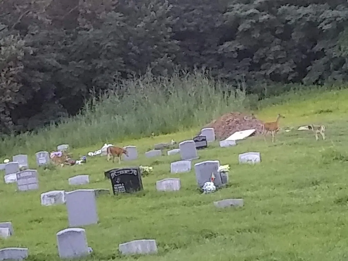 Mt Zion Memorial Cemetery — foto 9