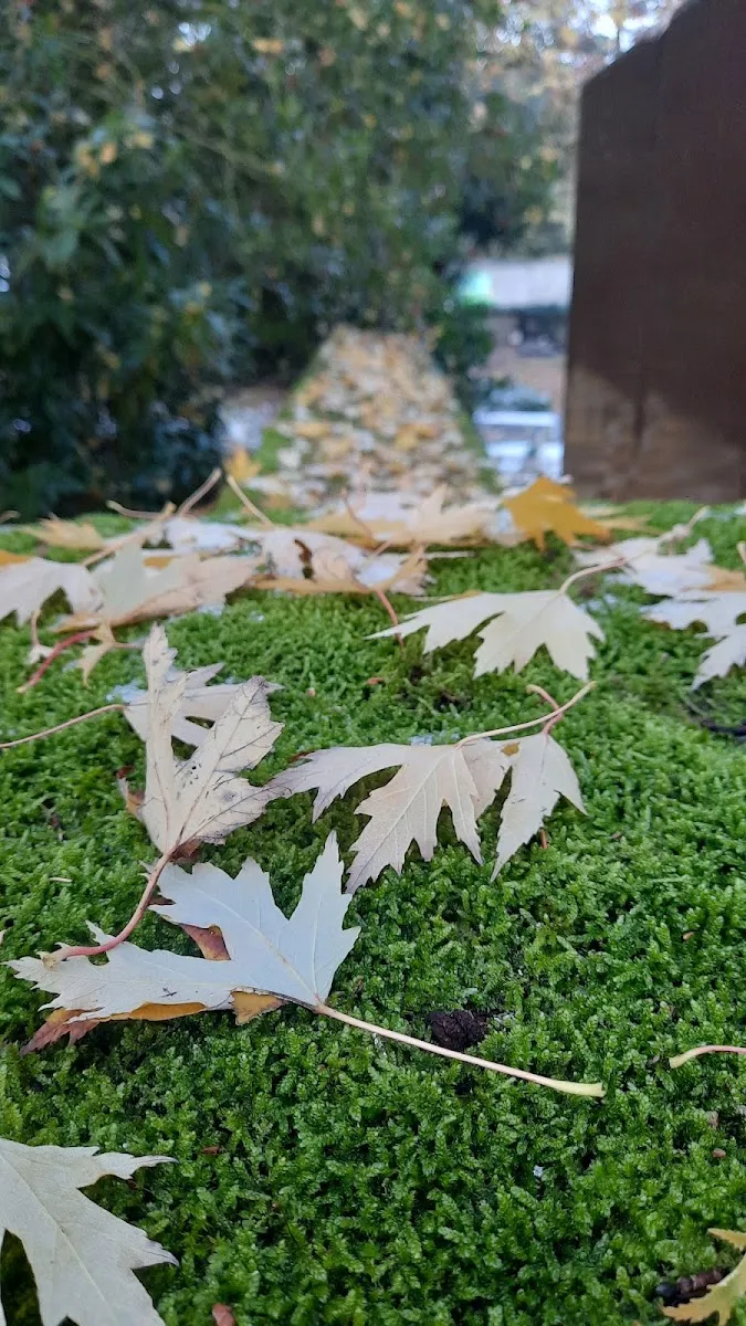 Neuer jüdischer Friedhof Osnabrück — foto 10