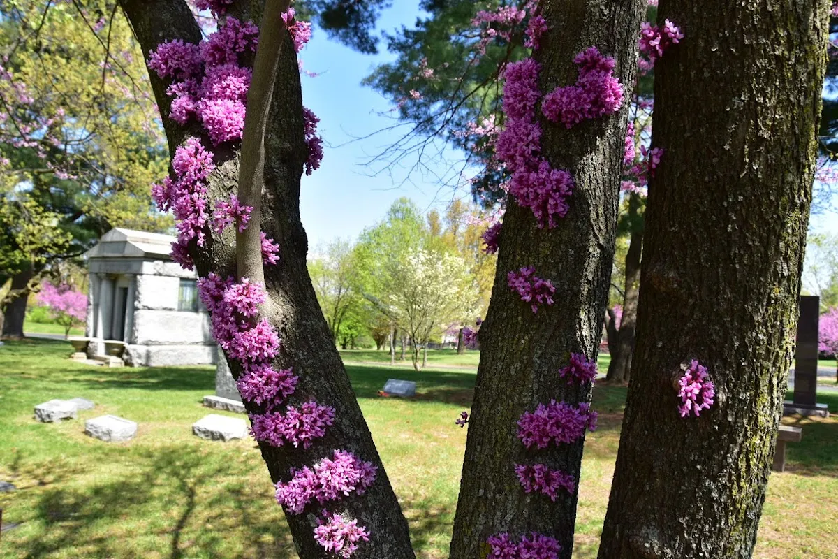New Mount Sinai Cemetery — foto 10
