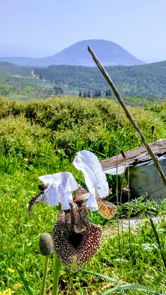 Nof HaGalil Cemetery — foto 7