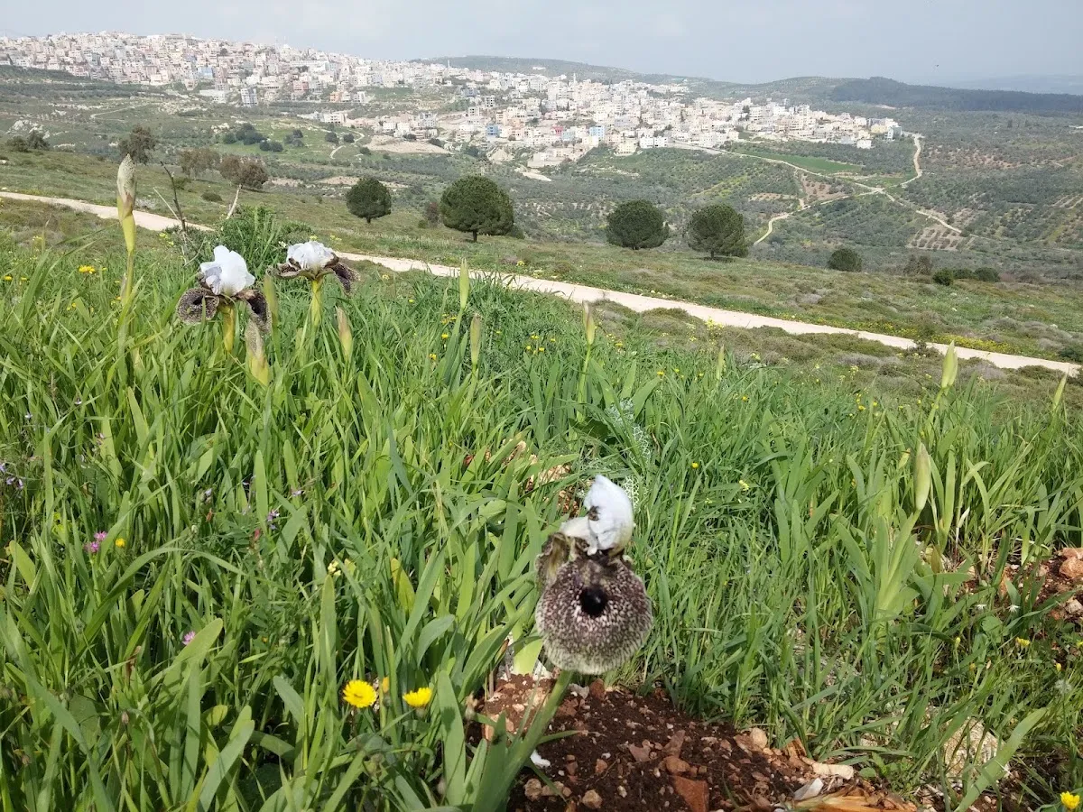 Nof HaGalil Cemetery — foto 8