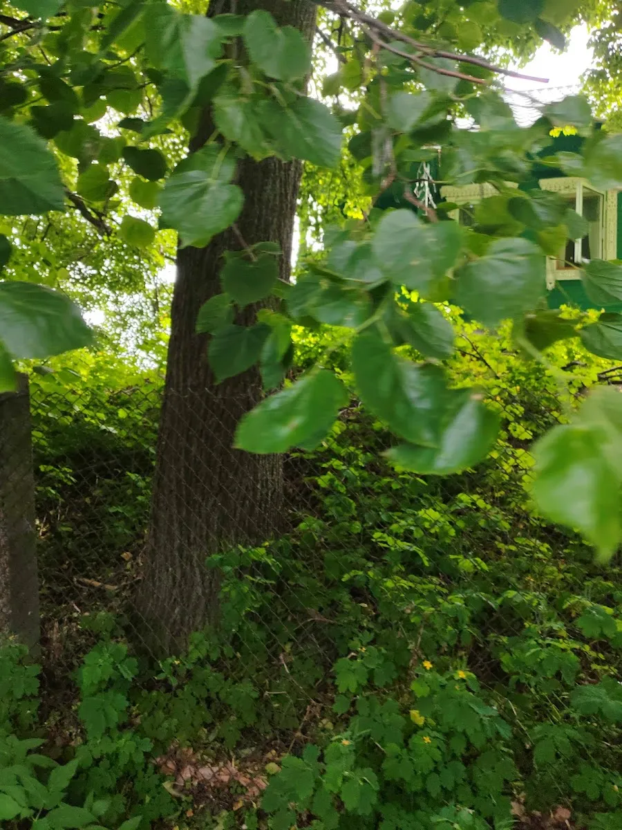 Or Avner Chabad Foundation — foto 3