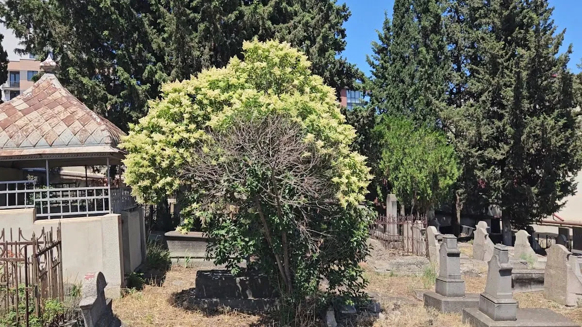 Ortachala Old Jewish Cemetery — foto 10