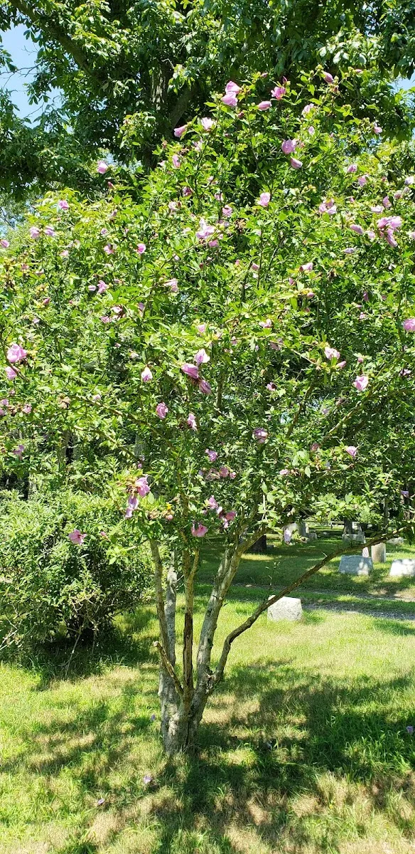 Shaarey Pardes Accabonac Grove — photo 4