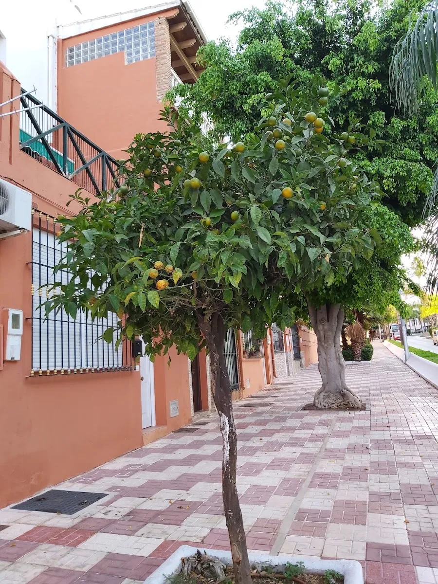 Sinagoga de Torremolinos — photo 4