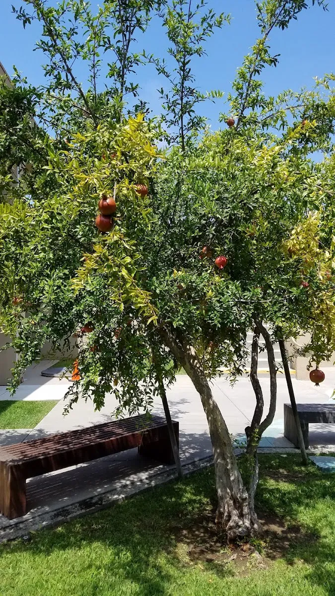 Temple Emanu-El San Diego — photo 7
