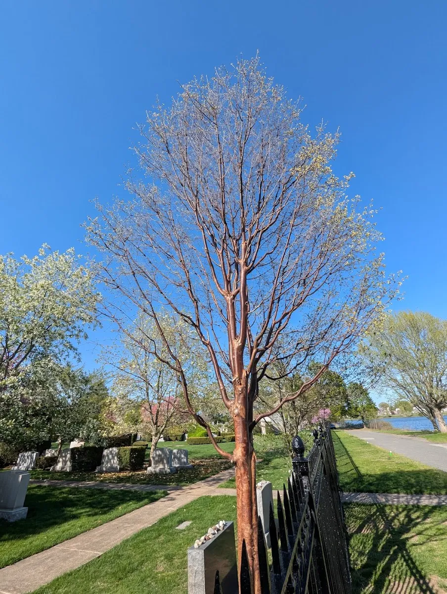 Temple Israel Cemetery — foto 4