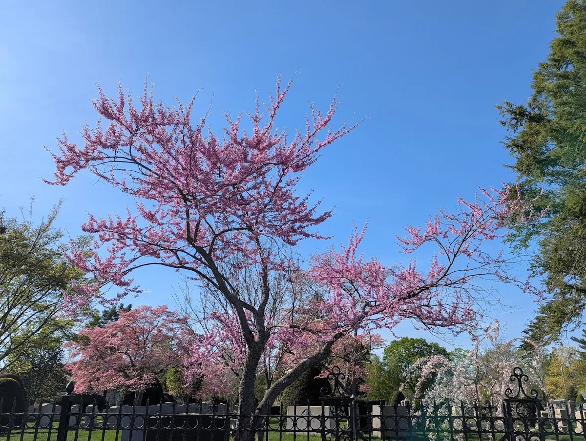Temple Israel Cemetery — foto 5