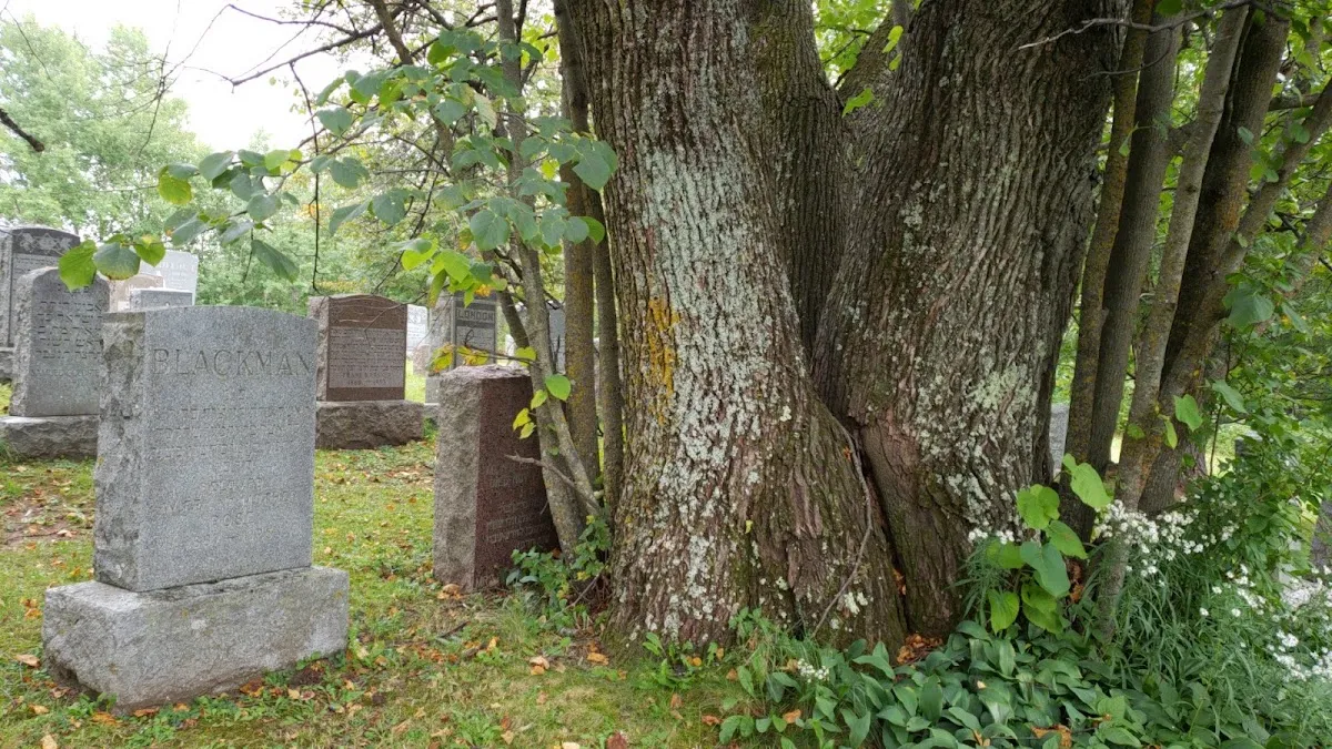 Temple Israel Cemetery / Shaaritzedek Maple Grove Cemetery — foto 2
