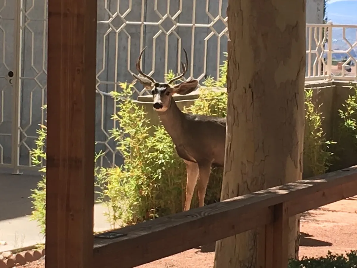 Temple Mt Sinai — photo 3
