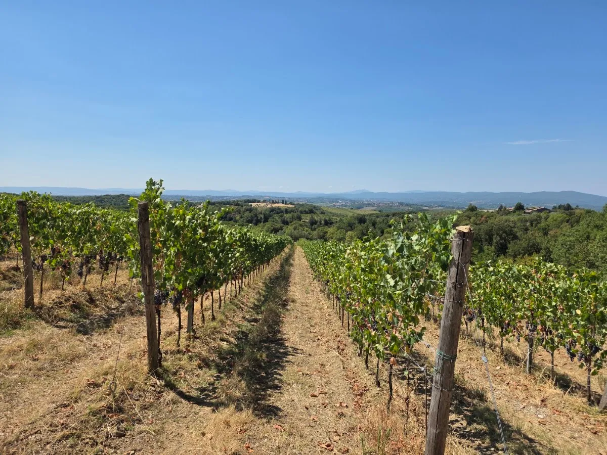 Terra di Seta — photo 3