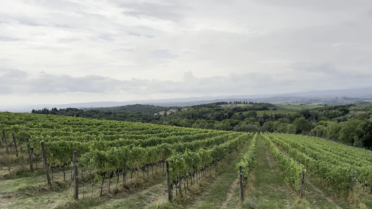 Terra di Seta — photo 4