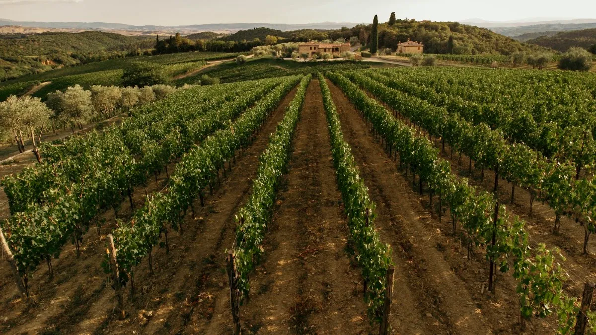 Terra di Seta — photo 6