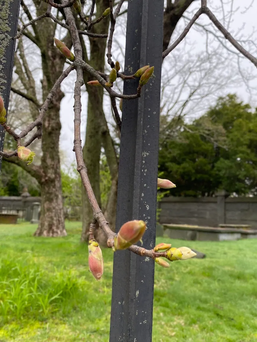 The Touro Jewish Cemetery — foto 6