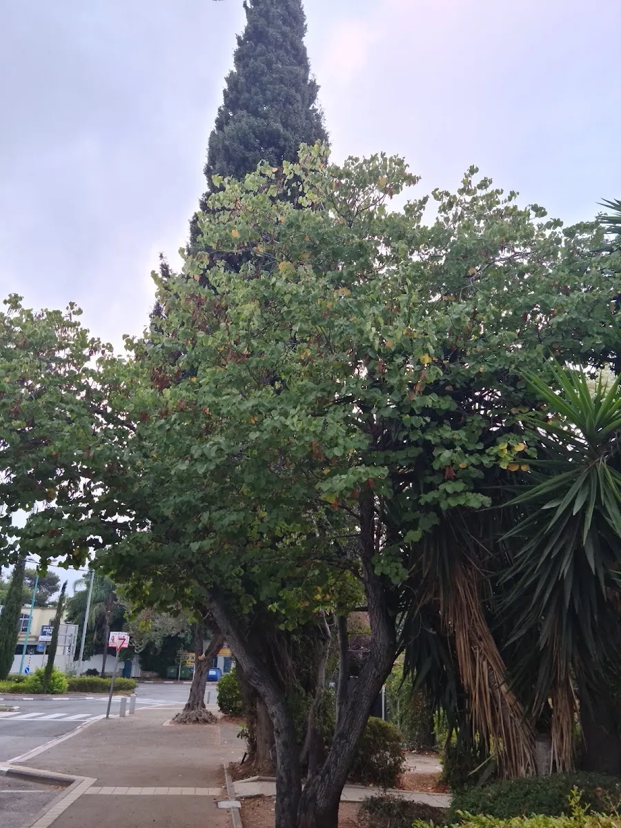 Toldot Yitzchak Synagogue — foto 6