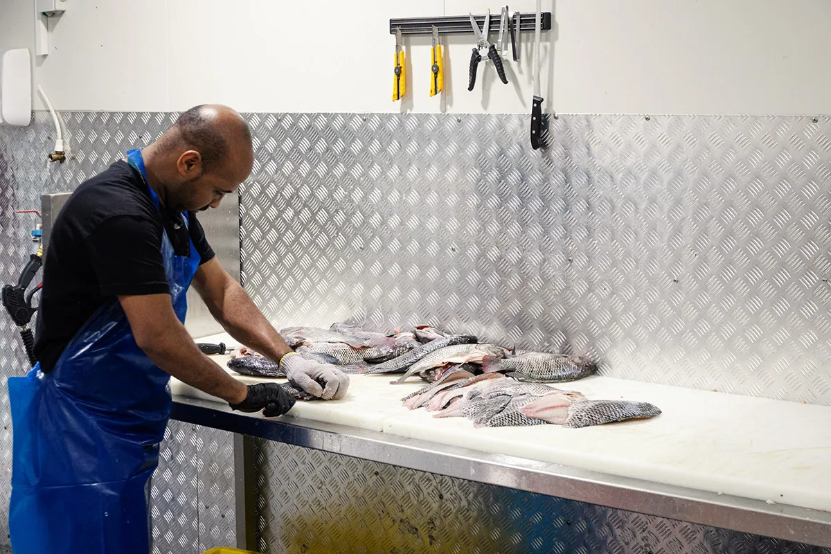 Udi Fish — photo 2