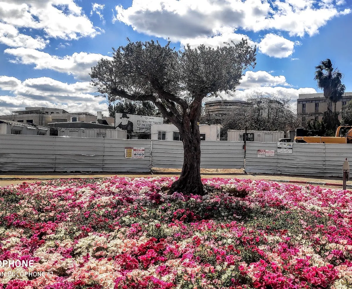 Yeshivat Tomchei Temimim — foto 6